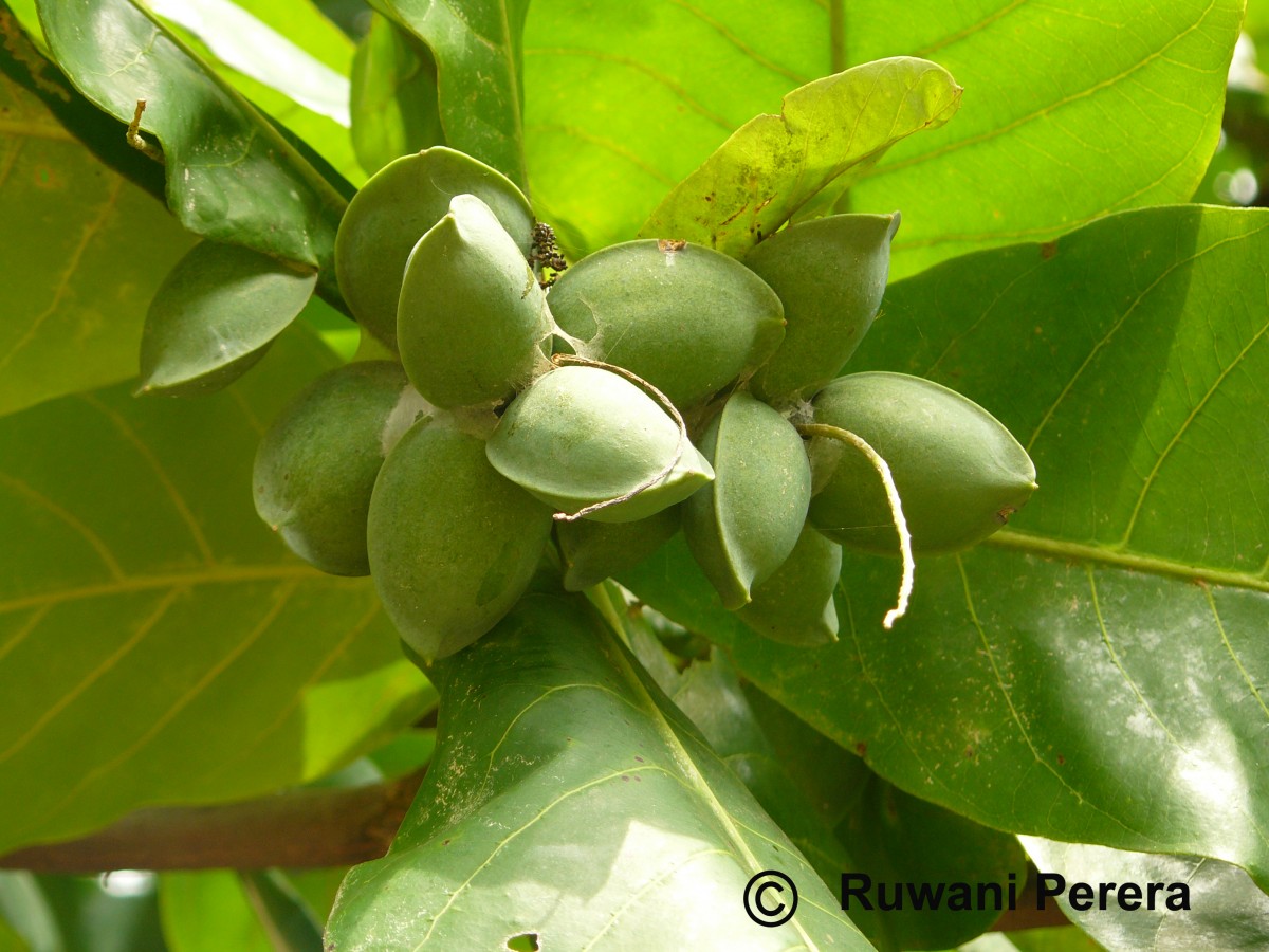 Terminalia catappa L.